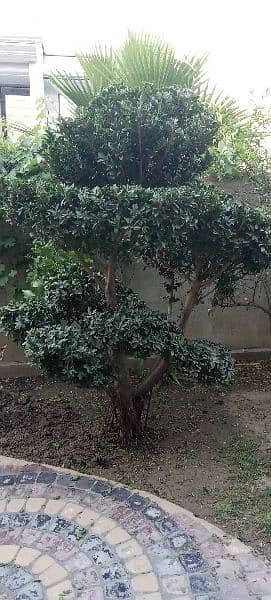 Bonsai Plant For Sale. 6 Feet Tall. Imported 0