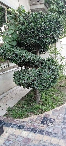 Bonsai Plant For Sale. 6 Feet Tall. Imported 2