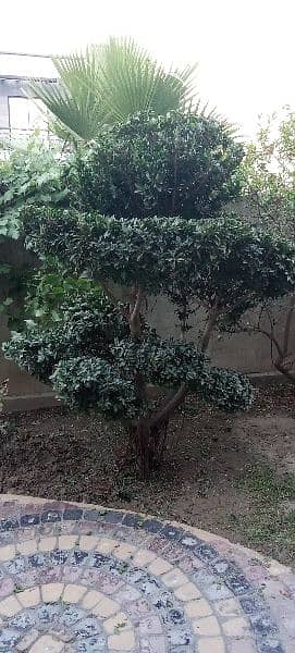 Bonsai Plant For Sale. 6 Feet Tall. Imported 4