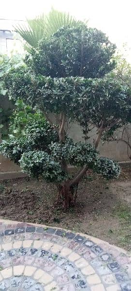 Bonsai Plant For Sale. 6 Feet Tall. Imported 5