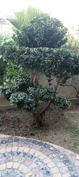 Bonsai Plant For Sale. 6 Feet Tall. Imported 6