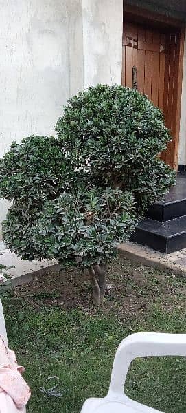Bonsai Plant For Sale. 6 Feet Tall. Imported 8
