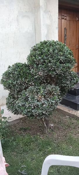 Bonsai Plant For Sale. 6 Feet Tall. Imported 9