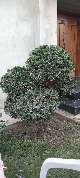 Bonsai Plant For Sale. 6 Feet Tall. Imported 10