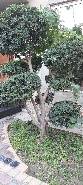 Bonsai Plant For Sale. 6 Feet Tall. Imported 13