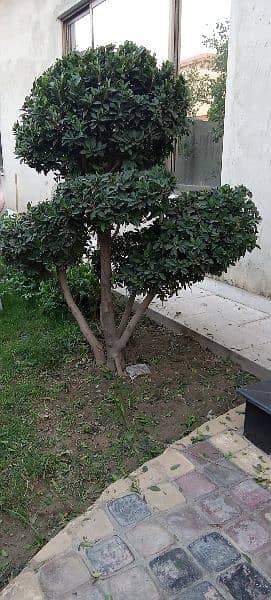 Bonsai Plant For Sale. 6 Feet Tall. Imported 14