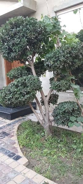 Bonsai Plant For Sale. 6 Feet Tall. Imported 16