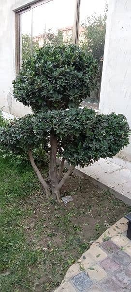 Bonsai Plant For Sale. 6 Feet Tall. Imported 17