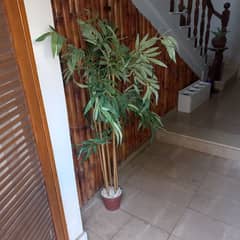 imported Chinese bamboo plant