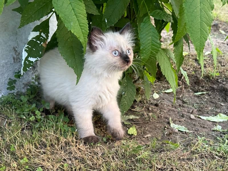 playful kittens for sale 0