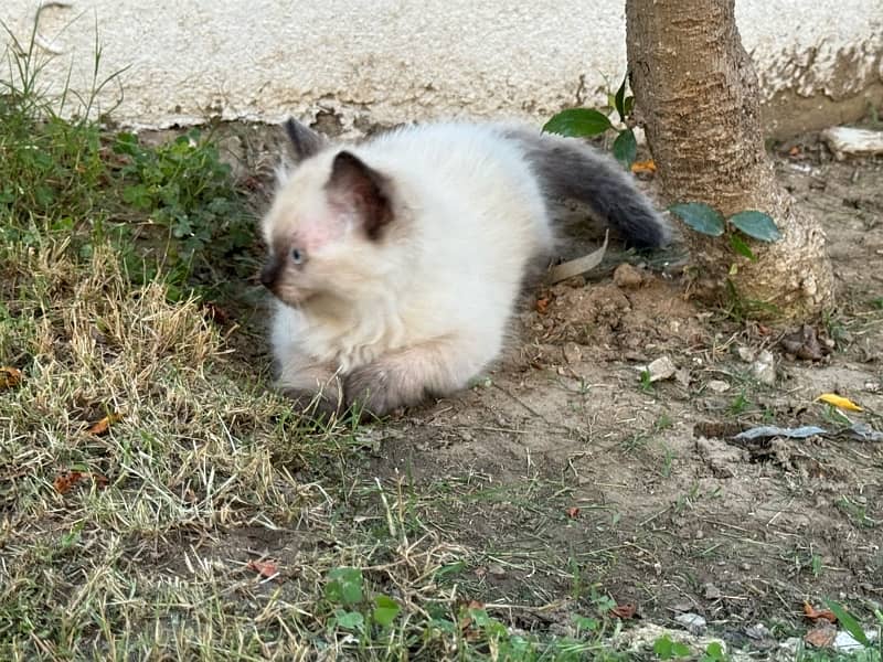 playful kittens for sale 1