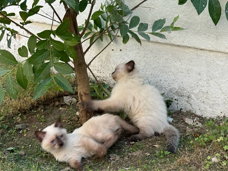 playful kittens for sale 3