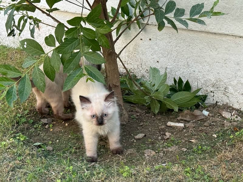 playful kittens for sale 4