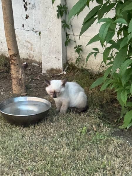 playful kittens for sale 6