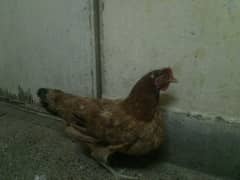 egg laying home breed hen