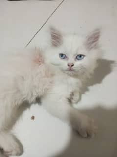 Persian cat  price 7000. two cat colour white and one cat colour black