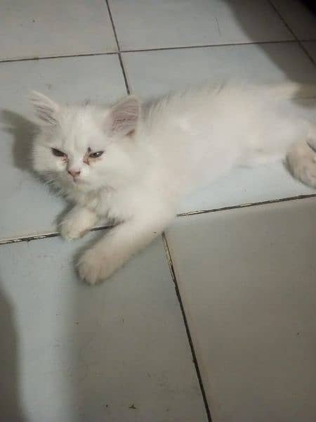 Persian cat  price 7000. two cat colour white and one cat colour black 1