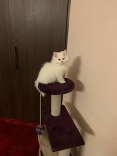 White Persian Male Kitten