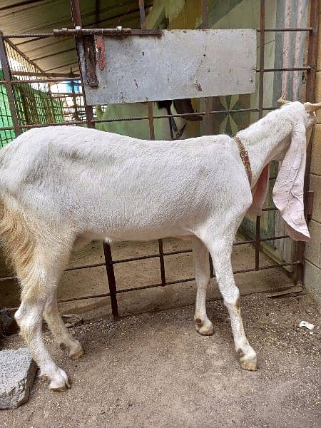 Goat for Sale 2