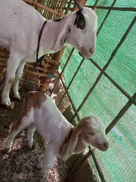 Goat for Sale 12