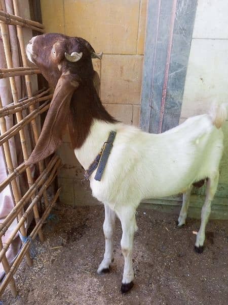 Goat for Sale 13