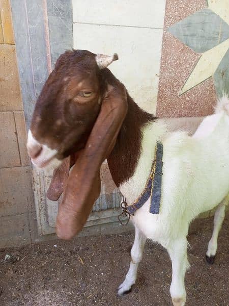 Goat for Sale 14