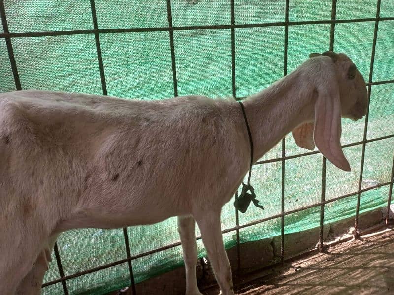 Goat for Sale 17