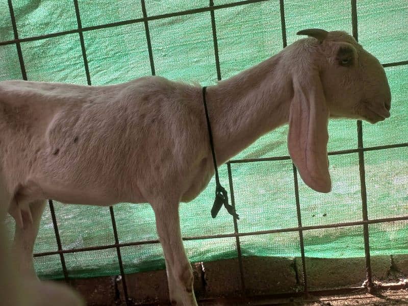 Goat for Sale 18