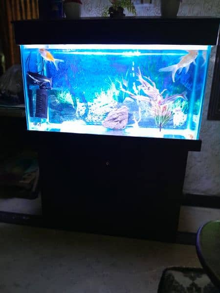 Aquarium with 12 goldfish and oxygen pump. 3