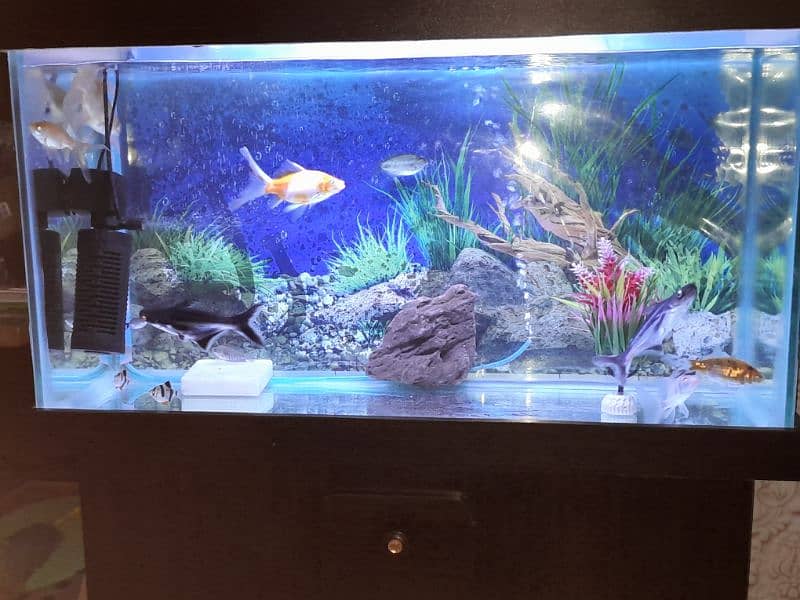 Aquarium with 12 goldfish and oxygen pump. 4