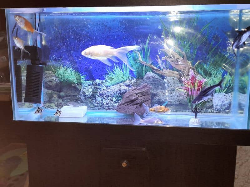 Aquarium with 12 goldfish and oxygen pump. 5