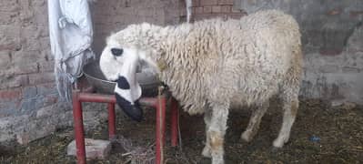 Pure Bhakkar Kajli Sheep and 4 month old Chatra for Sale.