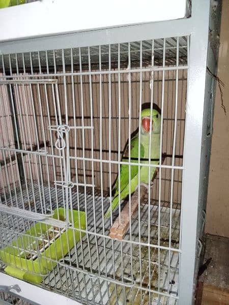 angle cage for sale 4