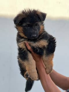 Gsd pupp available for sale. 0