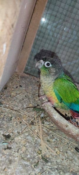 green cheek conure k chick h red factor h 0