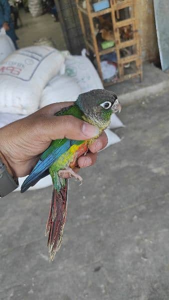 green cheek conure k chick h red factor h 2