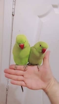 03435131048 Green ringneck parrots handtame pair