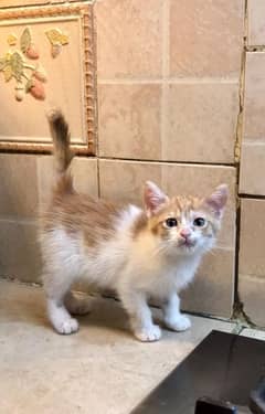 tabby orange kitten for free