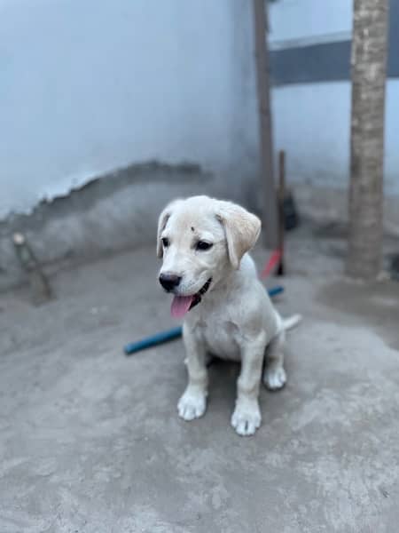 lebra mix dog and 2.5 months vaccinated 1 dose cal only whatsap 1