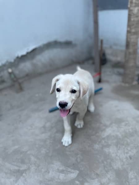 lebra mix dog and 2.5 months vaccinated 1 dose cal only whatsap 2