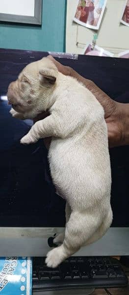 Labrador puppies 0