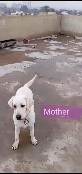 Labrador puppies 1
