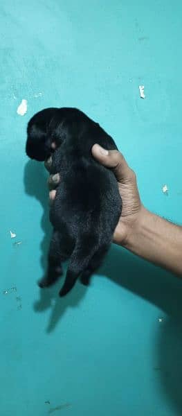 Labrador puppies 6