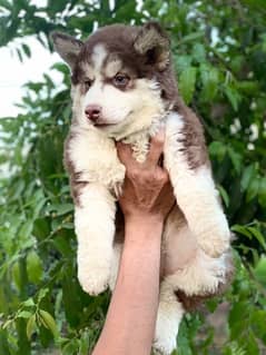 Siberian husky puppies are available contact me serious buyer