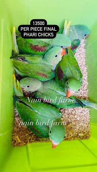 Parrots chicks and handfeed read add proper 1