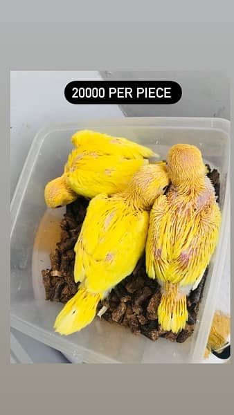 Parrots chicks and handfeed read add proper 2