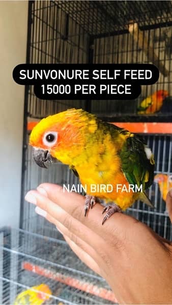 Parrots chicks and handfeed read add proper 4
