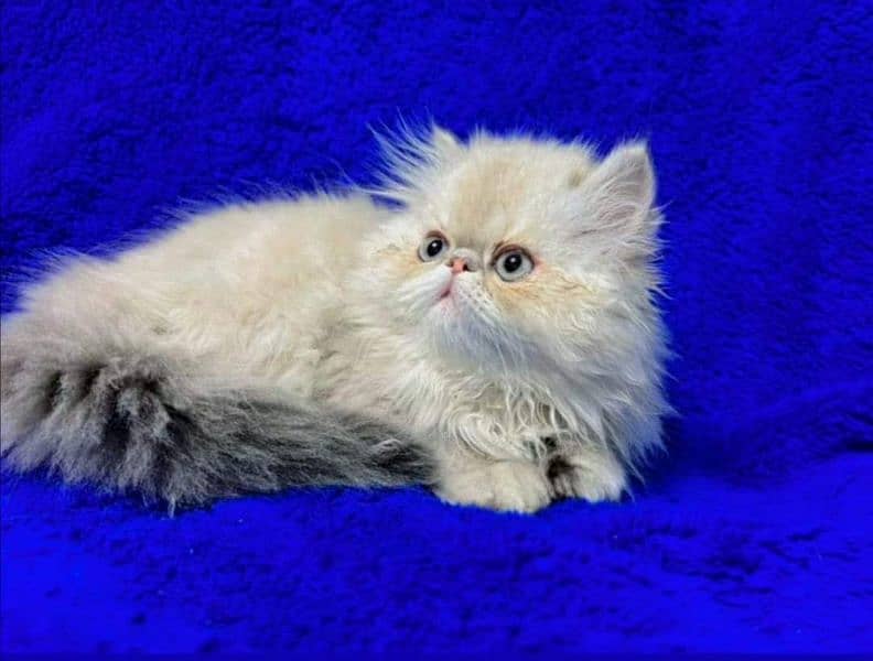 Persian, Ragdoll Kittens and Cats. 1