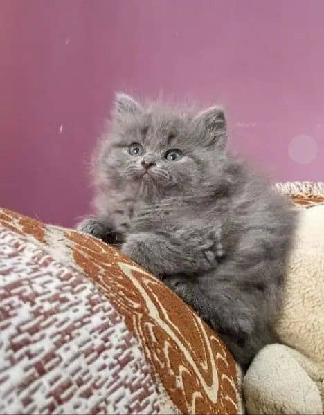 Persian, Ragdoll Kittens and Cats. 4