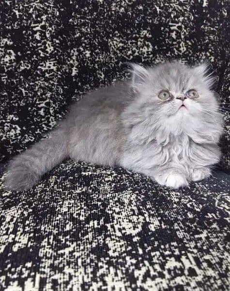 Persian, Ragdoll Kittens and Cats. 6